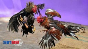 chien thuat trong da ga cua dao Chiến thuật trong cách đá gà cựa dao