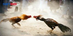 tinh nang noi bat cua da ga truc tuyen sin88 Tính năng nổi bật của đá gà trực tuyến sin88
